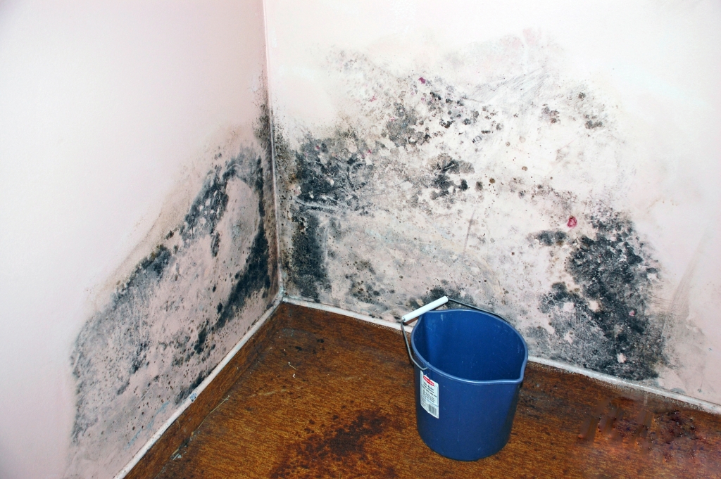 Tips to get rid of mold affected areas