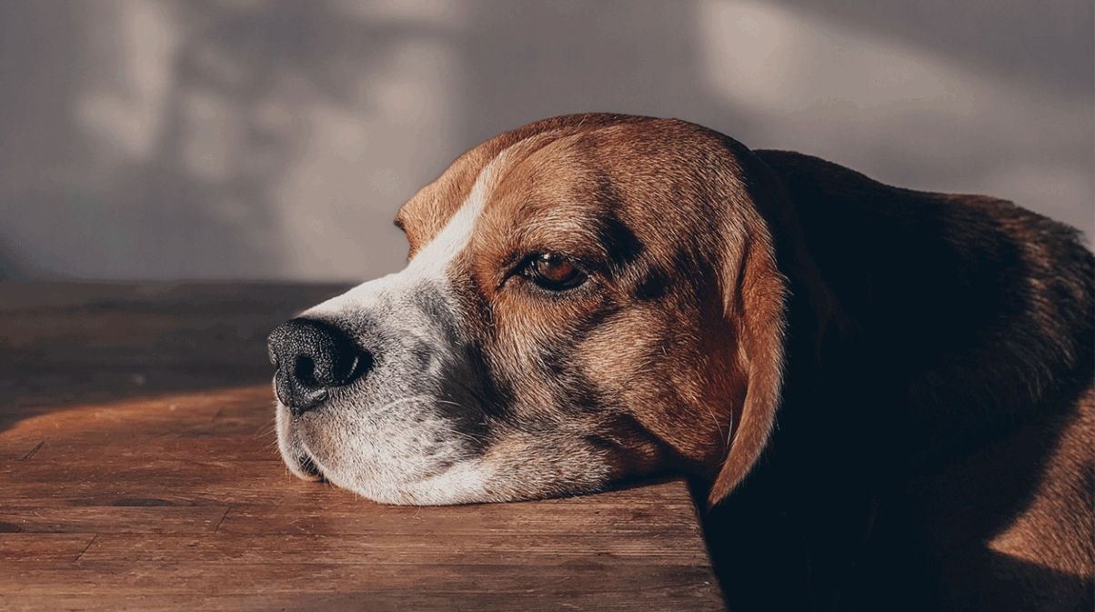 Explore Interactive Pet Toys: Keeping Your Pet Engaged All Day