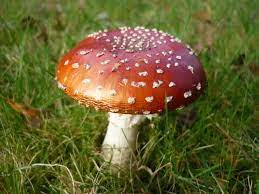 Unique benefits of incorporating magic mushrooms into wellness routines?