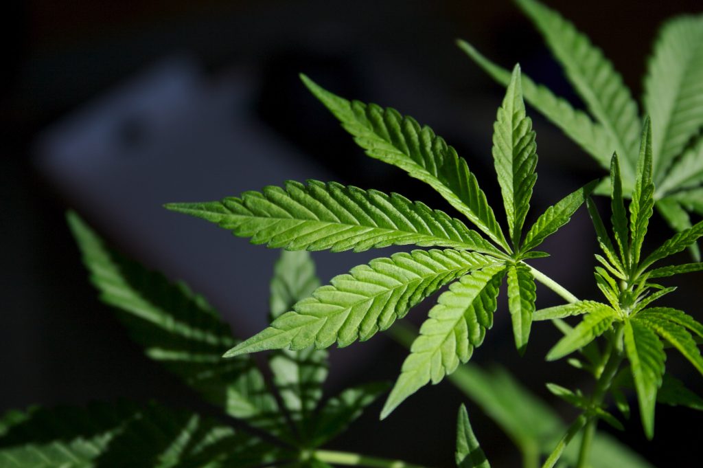 Cannabis Store Canada Delivering Fresh, Certified, and Affordable Products
