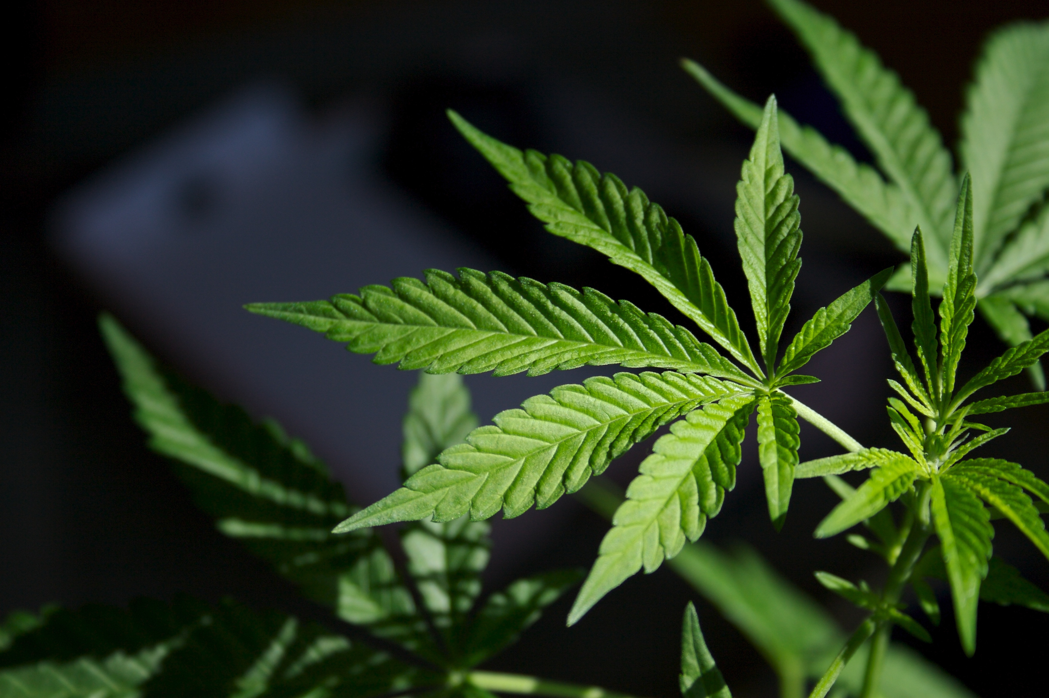 Cannabis Store Canada Delivering Fresh, Certified, and Affordable Products