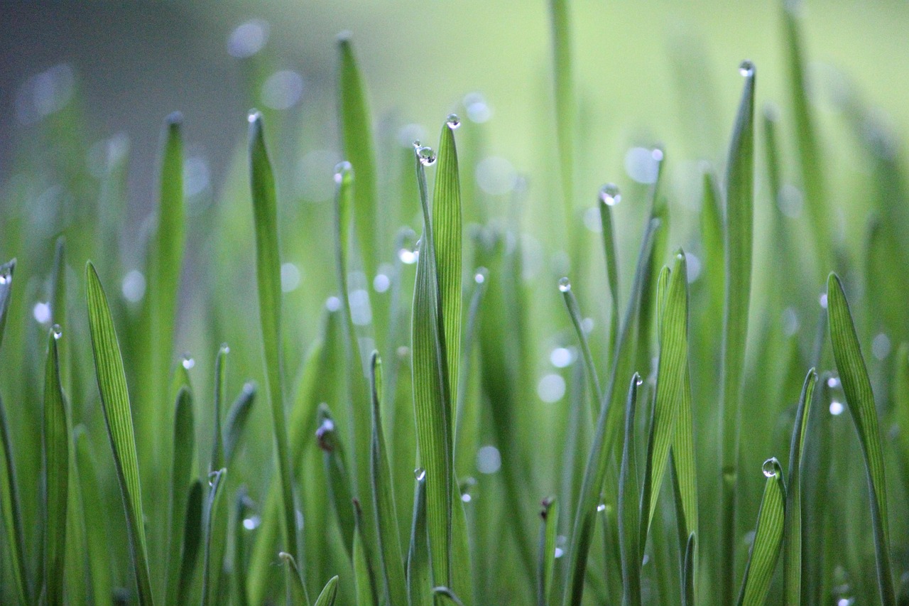 Wheat grass, grass, green — Dr. Andrew Gomes: Pioneering Non-Vascular Interventional Radiology