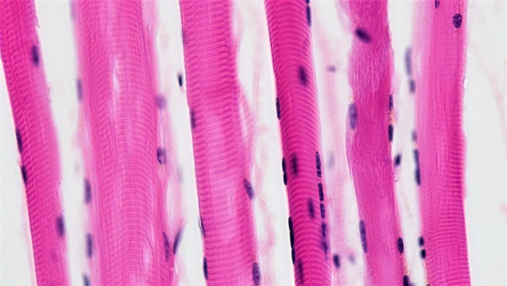 The Connection Between Muscle Growth and Better Metabolism